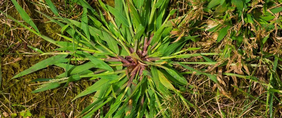 Weed with purple center on a lawn in Olathe, KS.