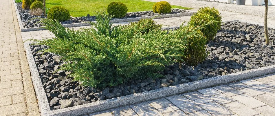 Rocks in a landscape bed with green plants.