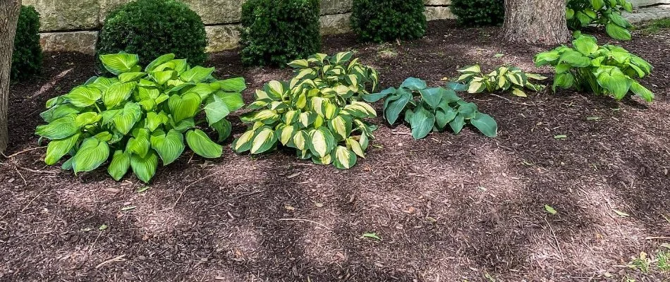 Landscape bed in Olathe, KS, with mulch and green plants.