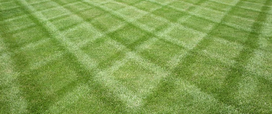 Lawn in Olathe, KS, with striping from mowing.