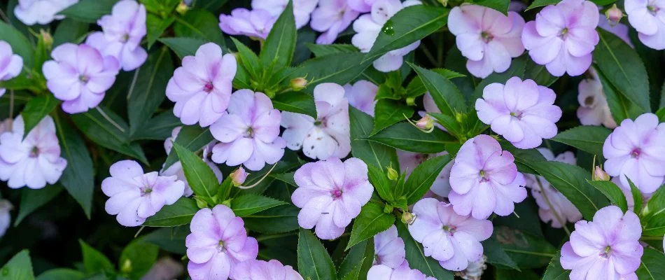 Light purple impatiens with green foliage in Olathe, KS.