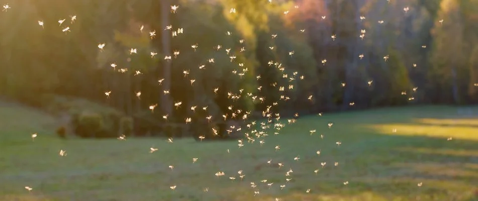 Mosquitoes flying around on a property in Olathe, KS.