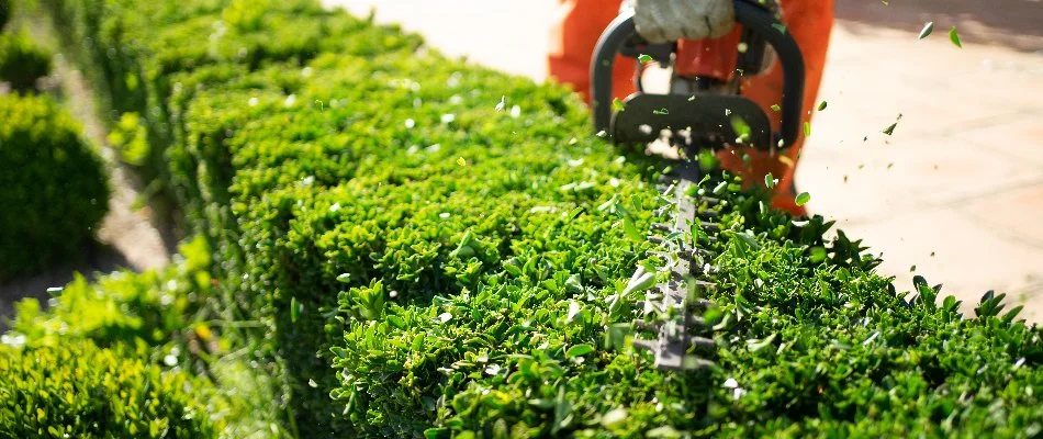Shrub being trimmed on a property in Olathe, KS.