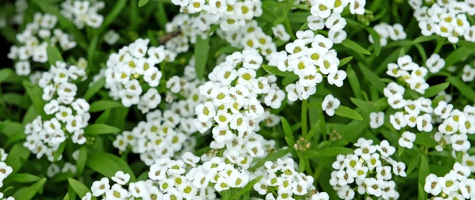 Sweet alyssums in Olathe, KS, with white flowers.