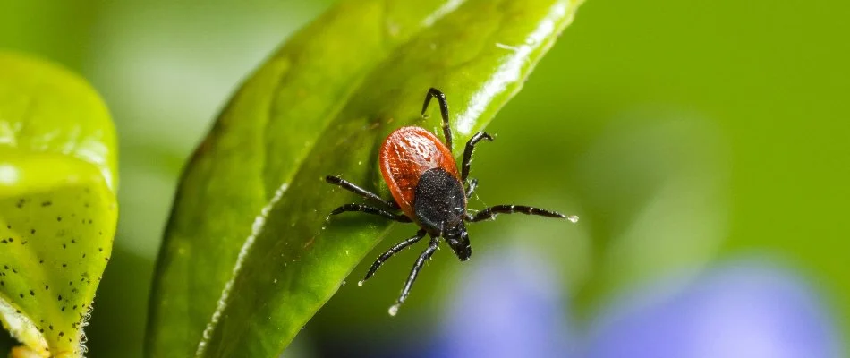 Tick on a plant leaf in Shawnee, KS.