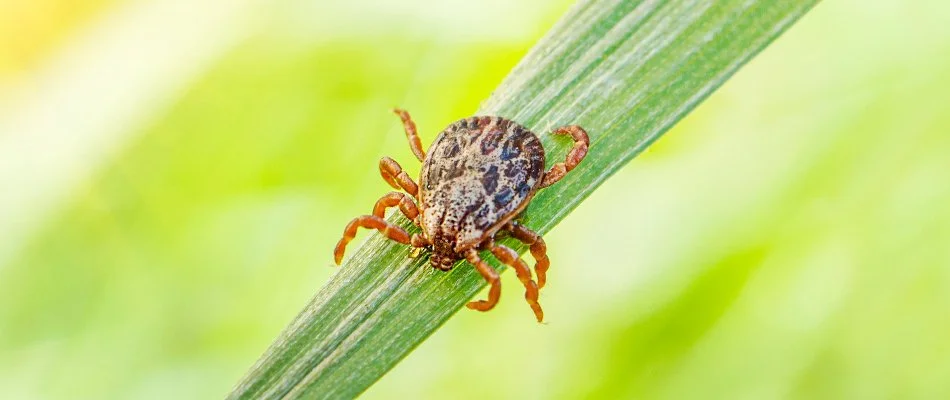 Tick on blade of grass in Lenexa, KS.