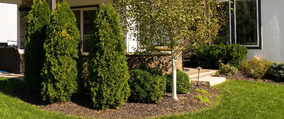 Tree and shrubs by a lawn in Lenexa, KS.