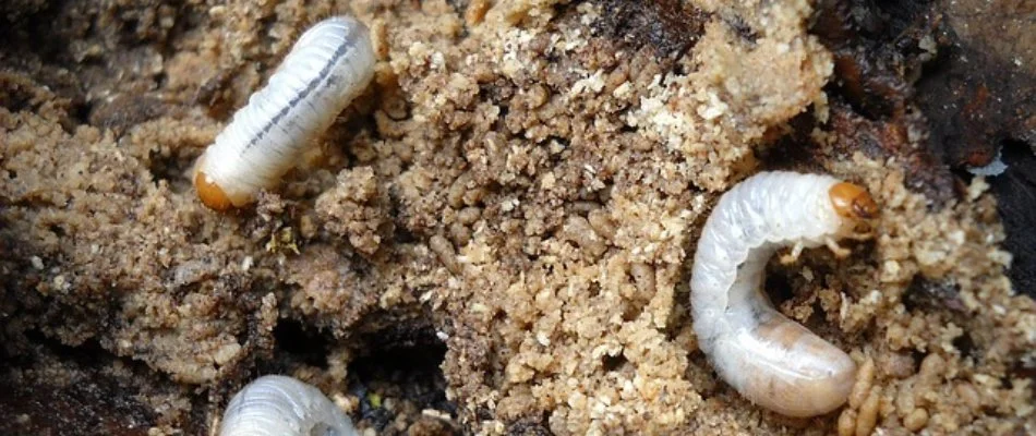 White grubs underground on a lawn in Olathe, KS.