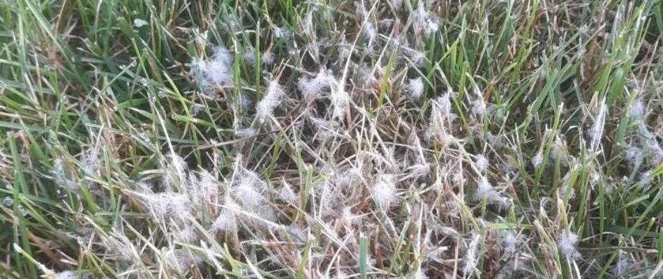 White mycelium on grass in Olathe, KS, from a disease.